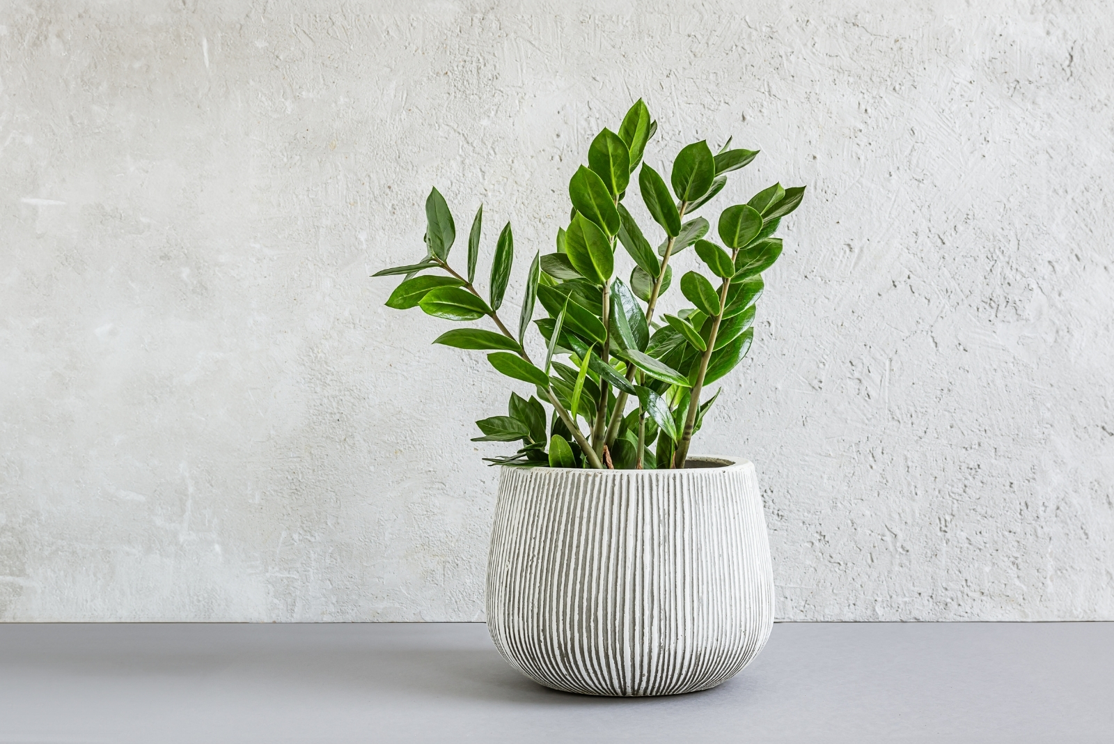 12 Plants That Thrive In Maryland Rooms Without Windows