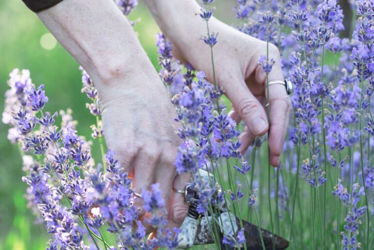 girl pruning lavender bush in the garden