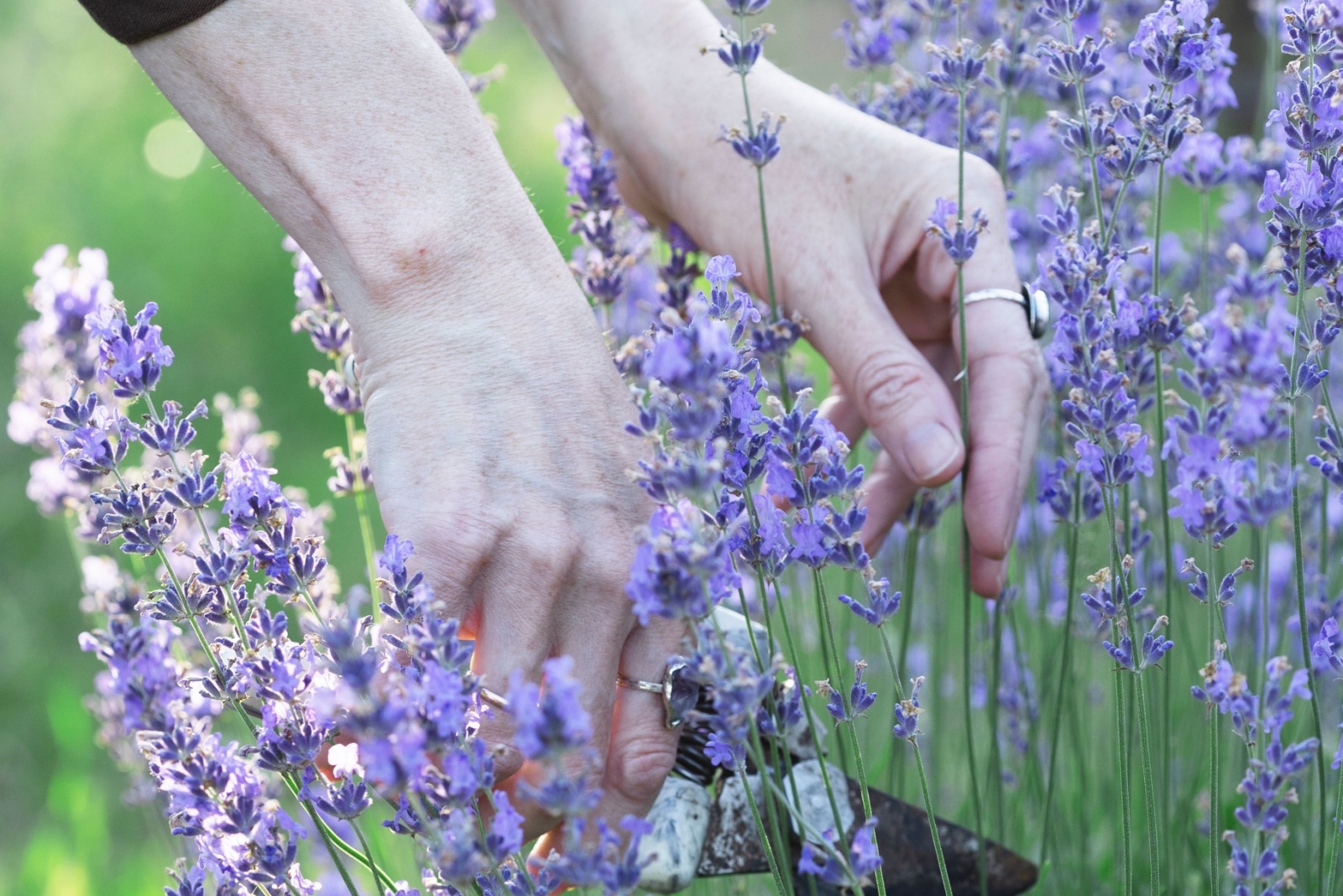 12 Plants To Prune In October For A Healthier California Garden