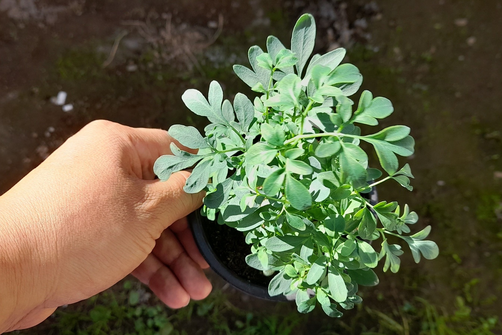 12 Plants Wisconsinites Use To Keep Rats Away Naturally