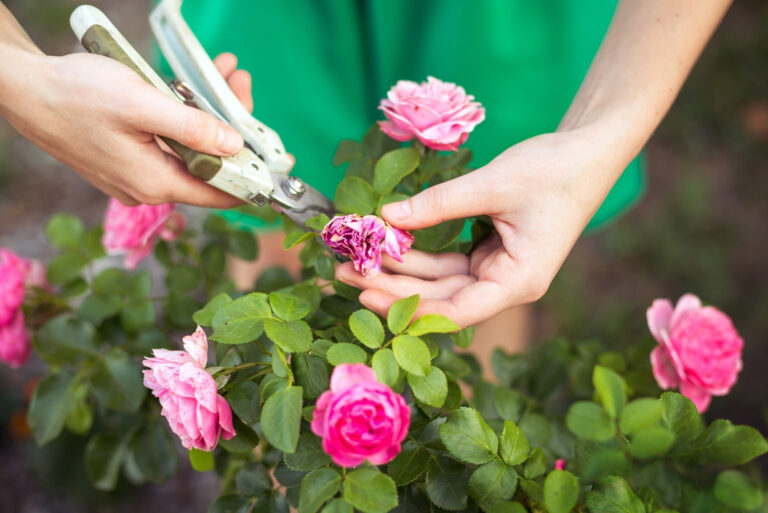 pruning roses (featured image)
