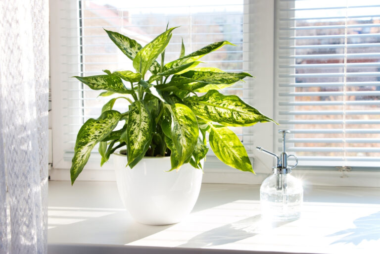 houseplant (featured image)