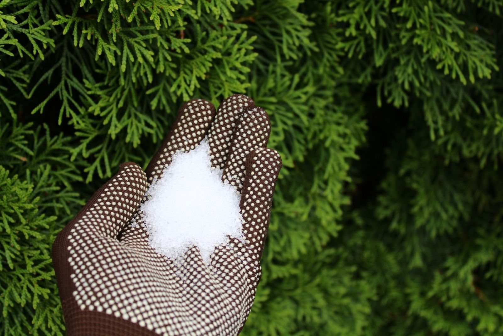 12 Popular Plants That Benefit From Epsom Salt Water In Kentucky