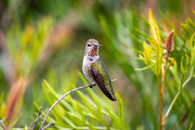 hummingbird (featured image)