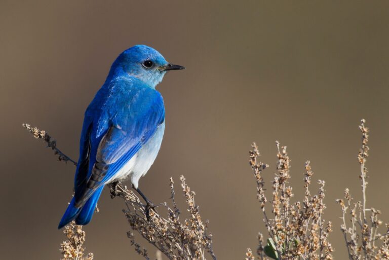 mountain bluebird