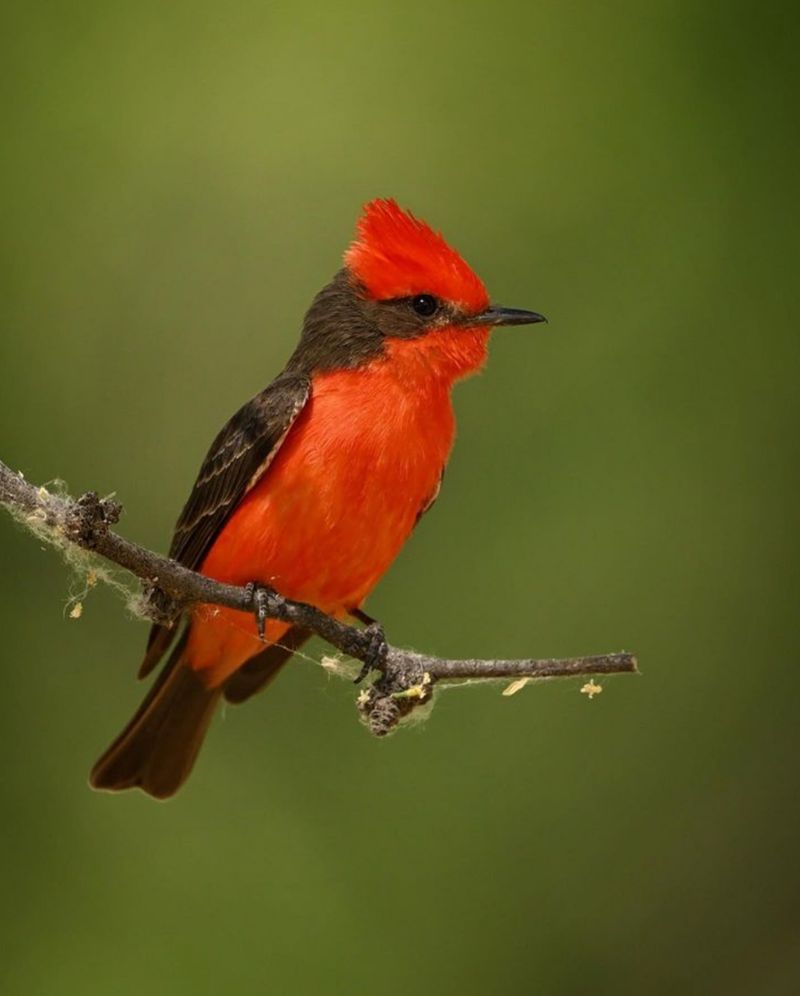 Vermilion Flycatcher