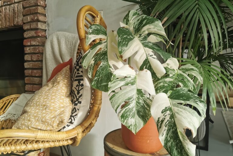 Monstera albo borsigiana or variegated monstera houseplant