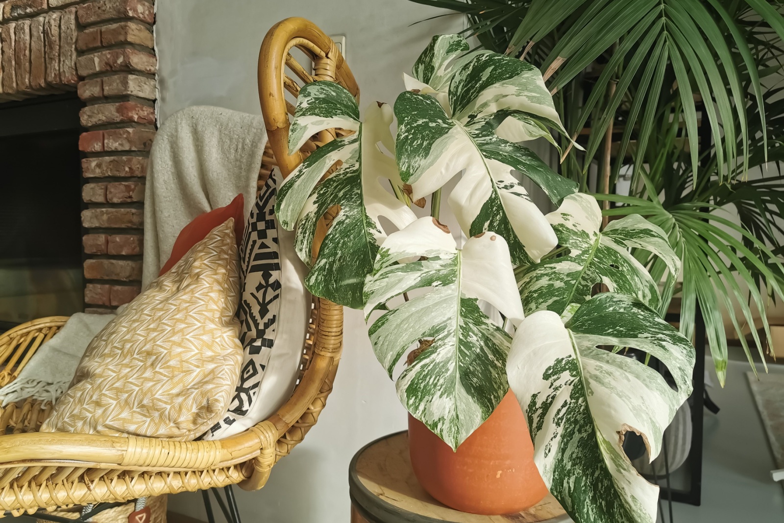 12 Rare Houseplants Found In Grandma’s Home In Tennessee That Could Be Valuable