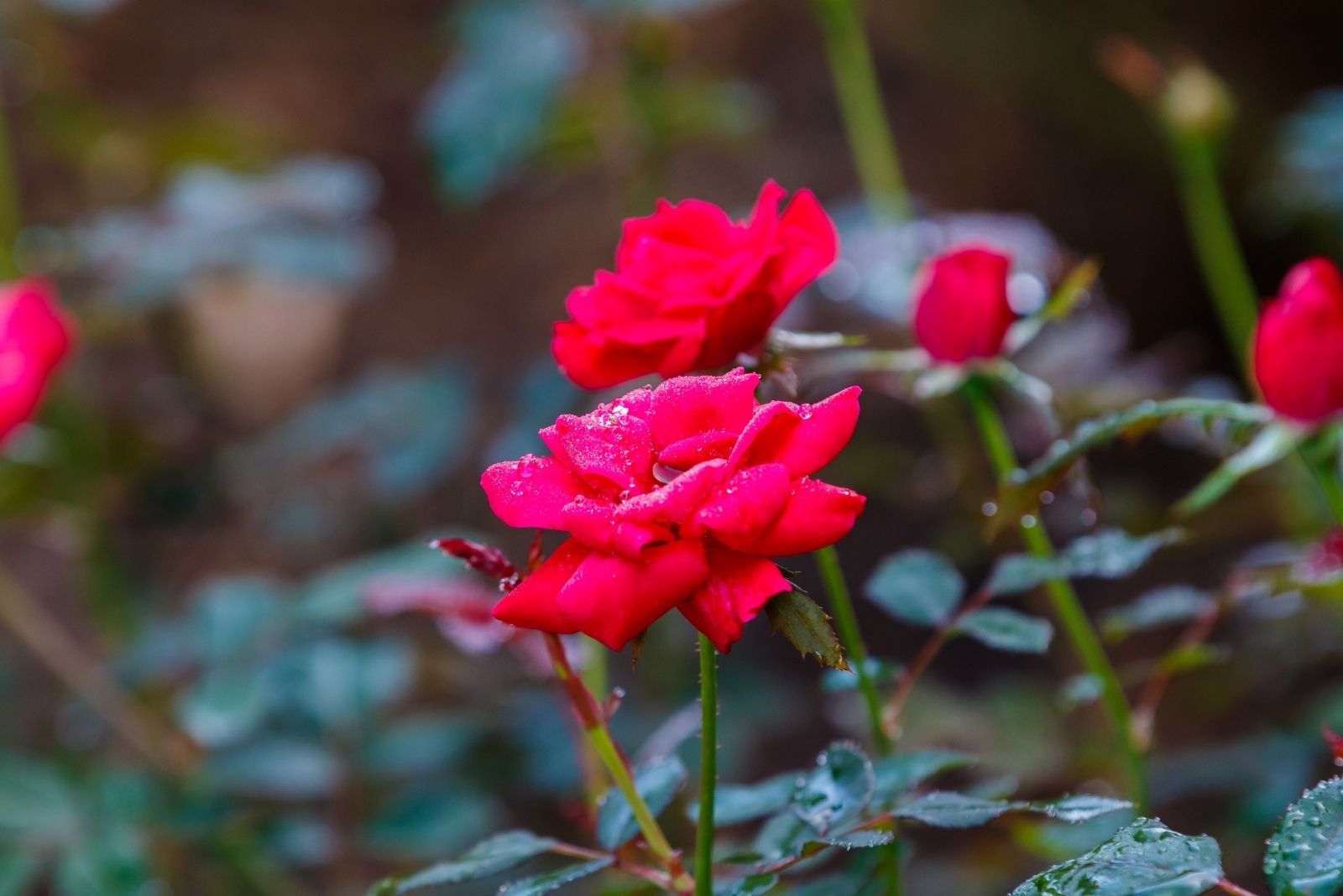 12 Roses That Can Handle Texas Heat Without Fading