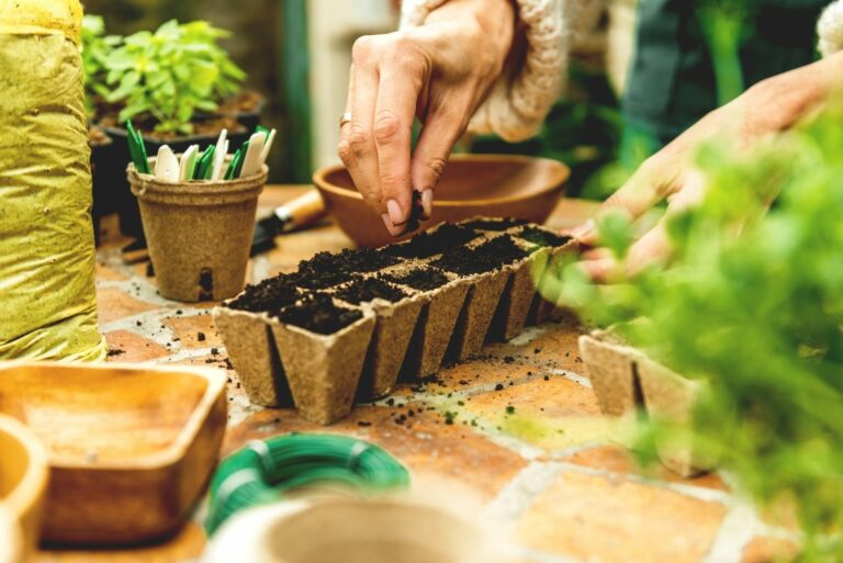 Planting seeds in Biodegradable pots