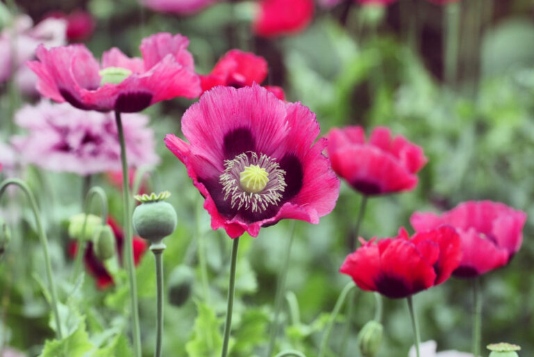 opium poppy (featured image)