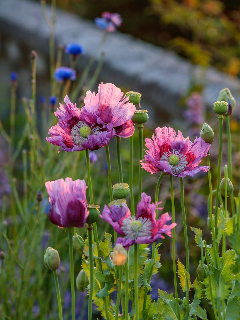 Opium Poppies