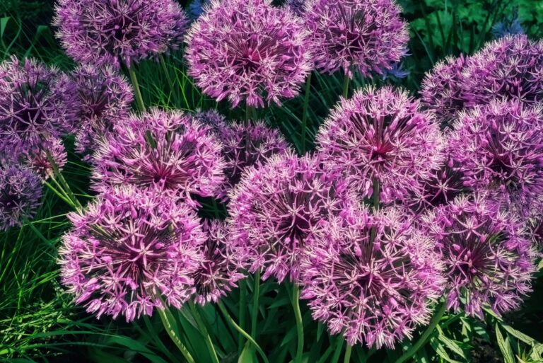 Allium Flowers in Full Bloom