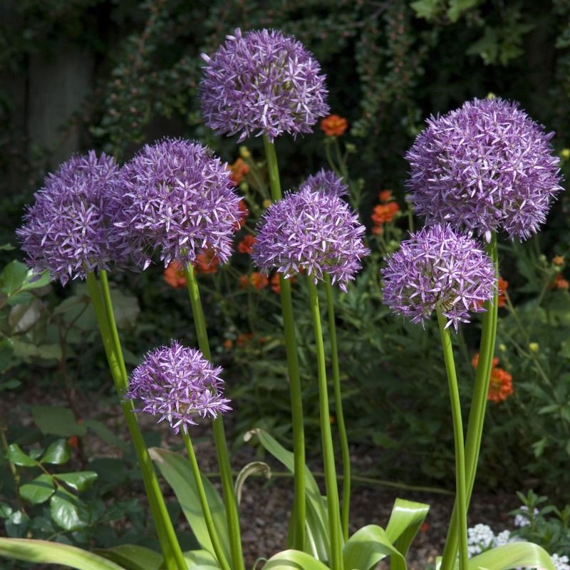Perfect Timing For Planting