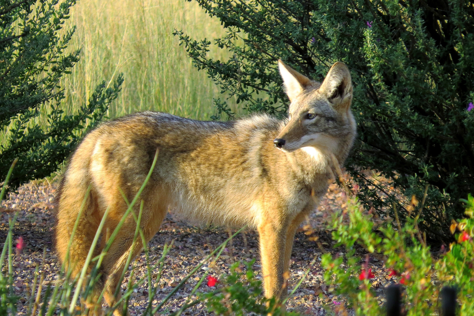 12 Things You Should Do If A Coyote Shows Up In Your Virginia Yard