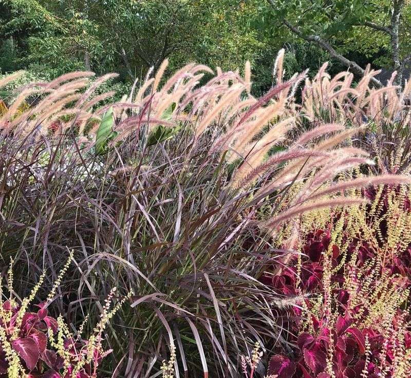 Purple Fountain Grass