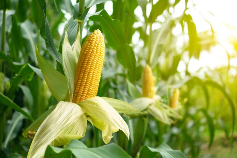 Close-up corn cobs in corn plantation field.