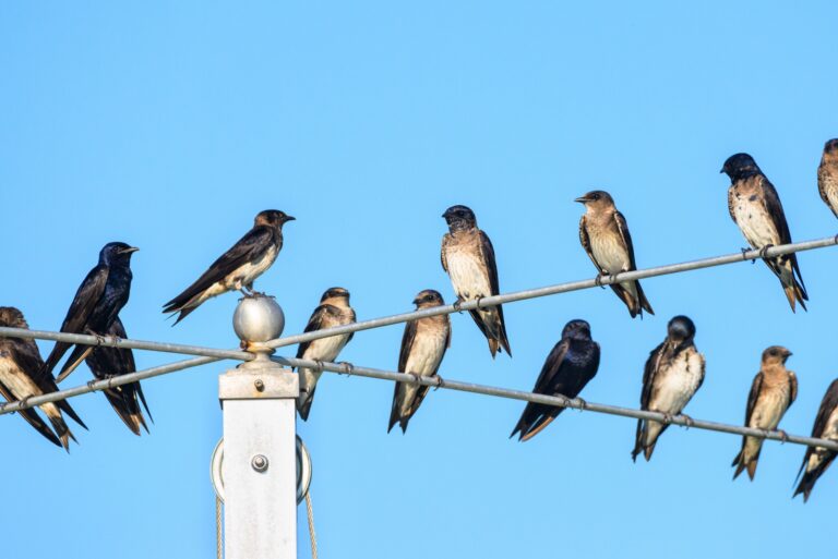 purple martins