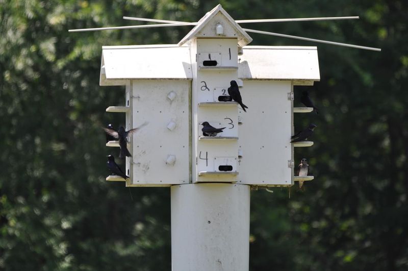 Install Housing Early In Spring
