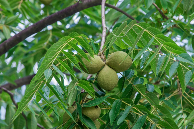walnut tree (featured image)