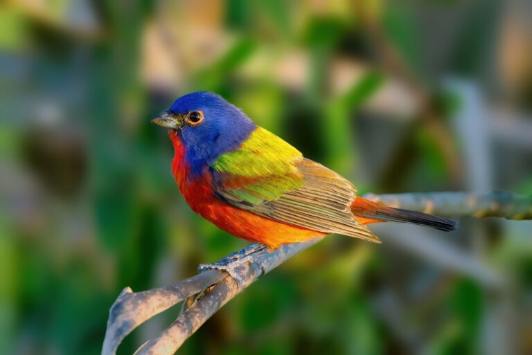 Painted Bunting perched on a branch