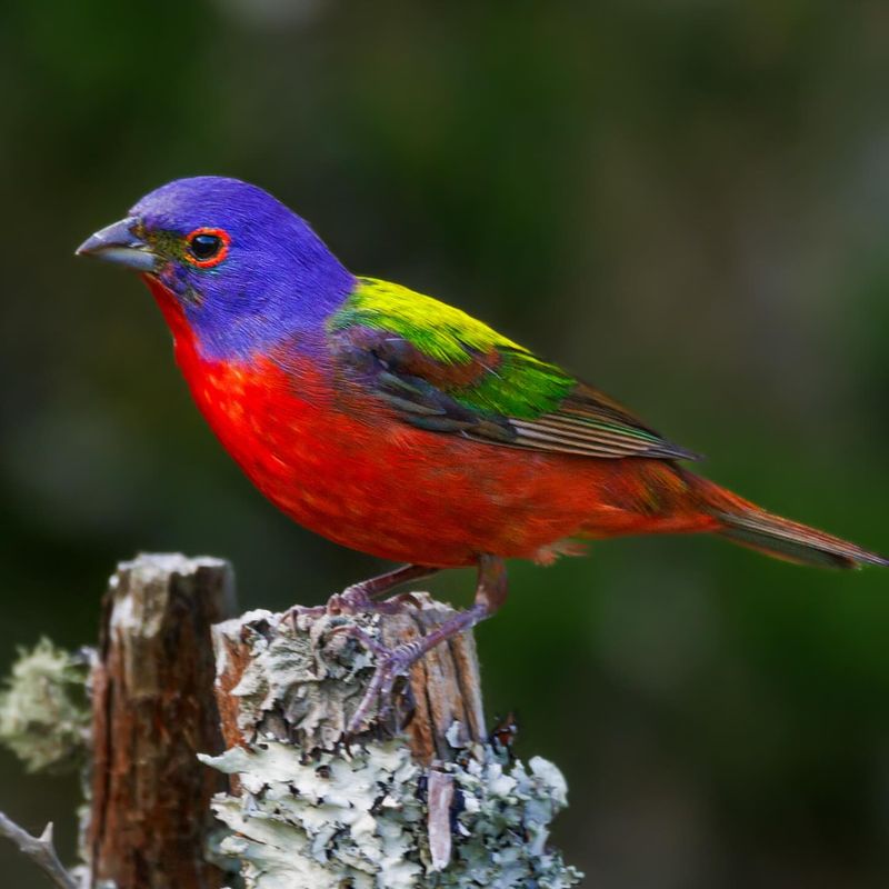 Painted Bunting: Nature's Rainbow