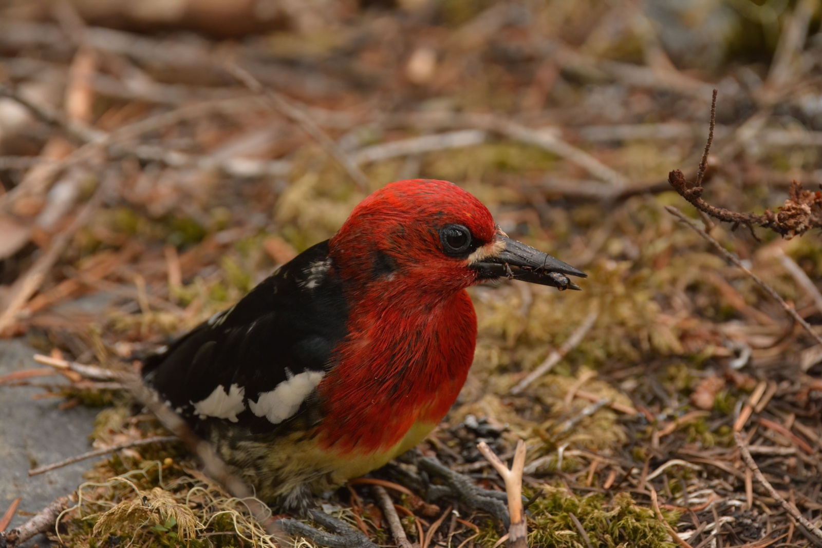 12 Unusually Colored Birds Washington Gardeners Might Spot At Home