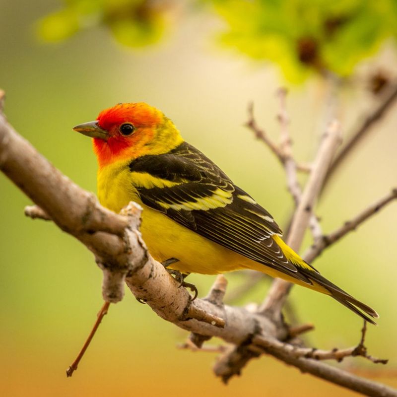 Western Tanager's Striking Red And Yellow