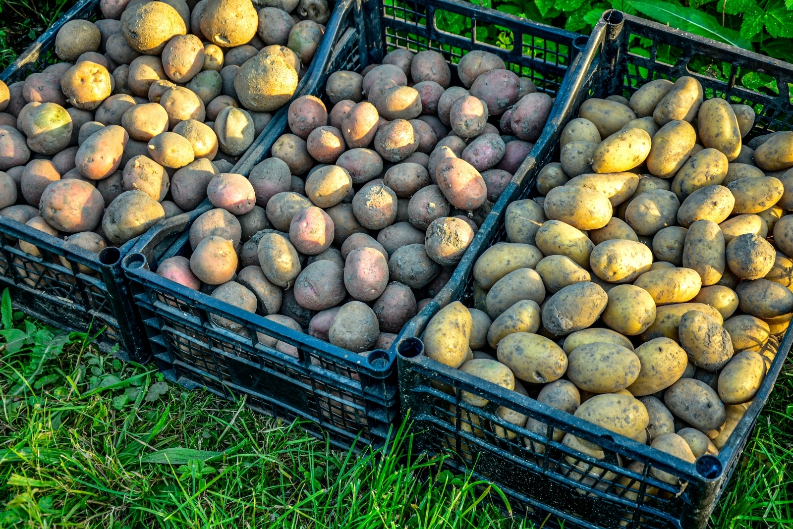 12 Vegetables Ideal For Fall And Winter Storage In New York