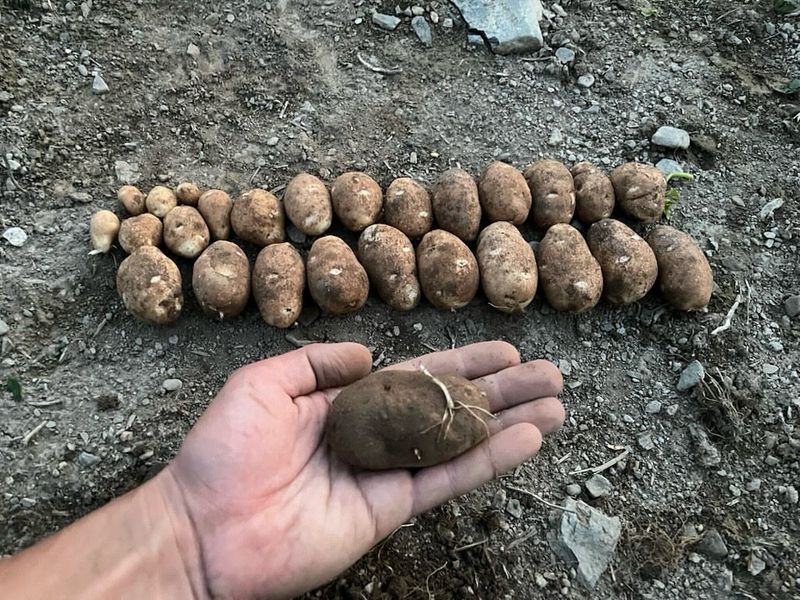 Potatoes