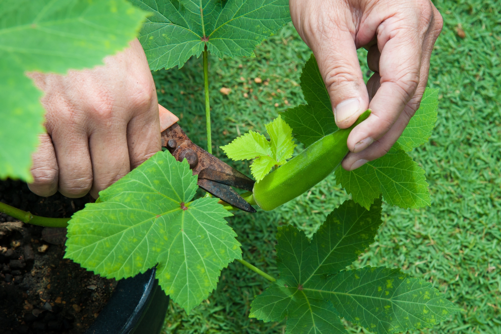 okra