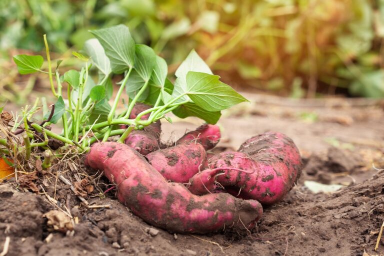 harvesting sweet potato