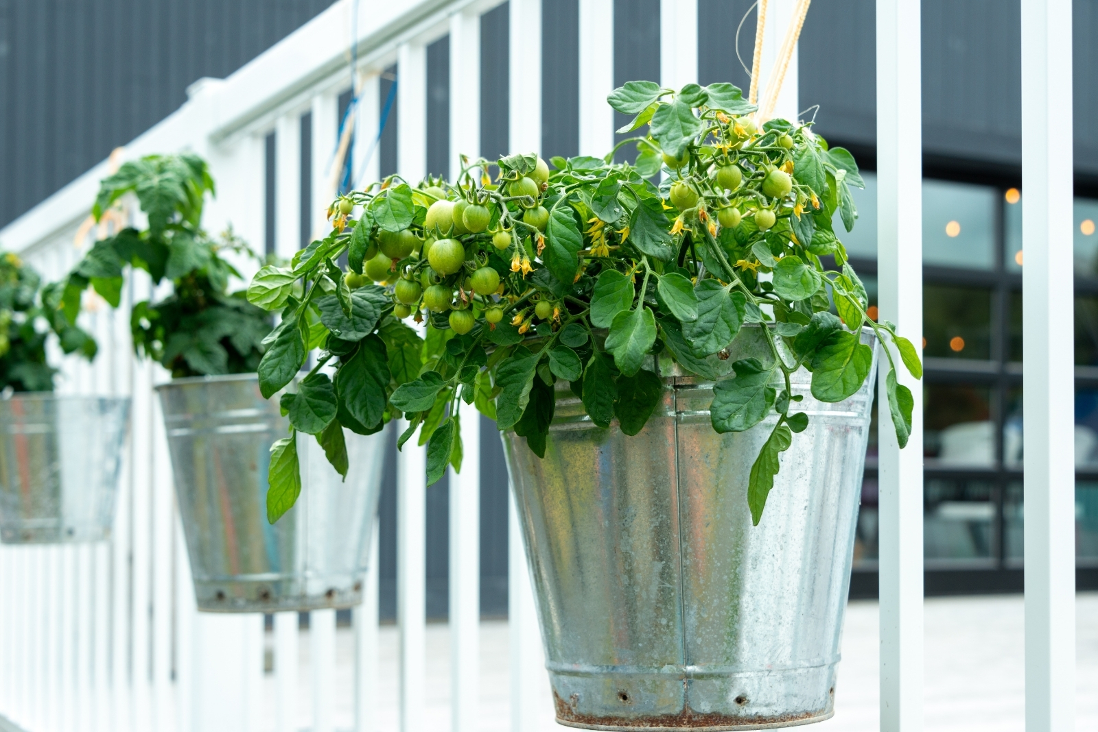 12 Vegetables That Thrive In Buckets Year Round In Michigan