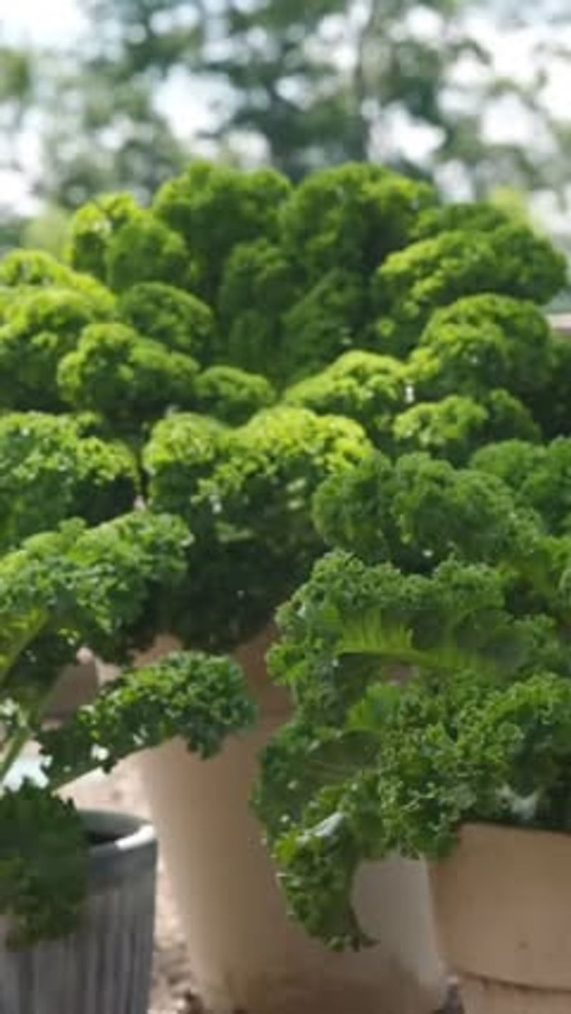 Kale