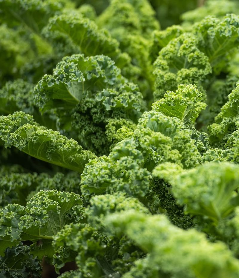 Hearty Kale