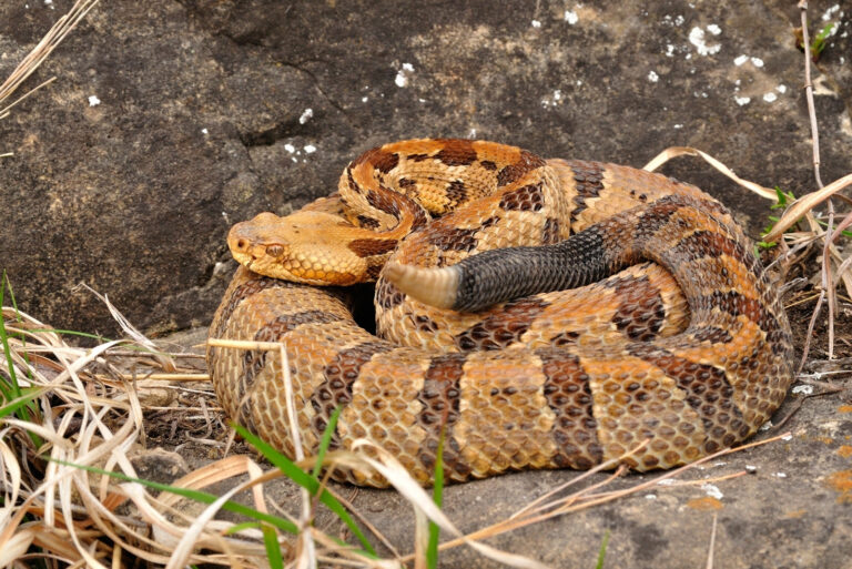 snake (featured image)