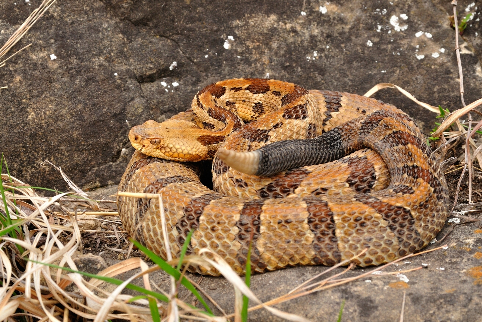 12 Venomous Creatures Every Georgia Homeowner Should Know