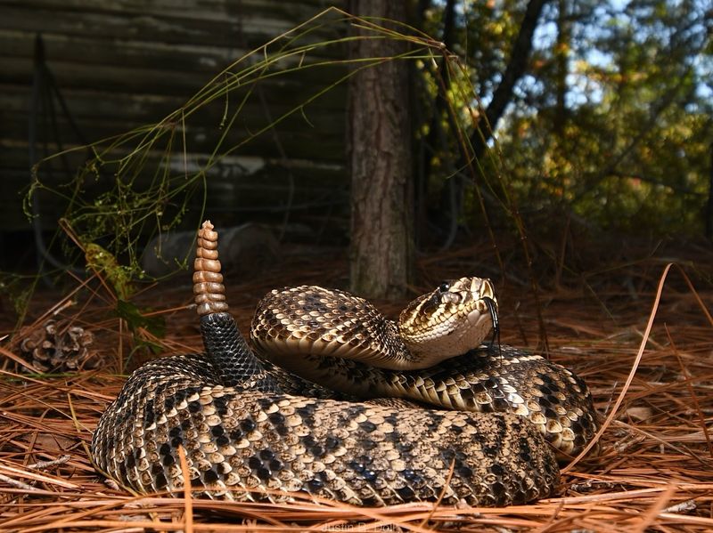 Eastern Diamondback Rattlesnake