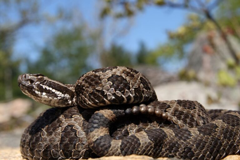 Eastern Massasauga Rattlesnake