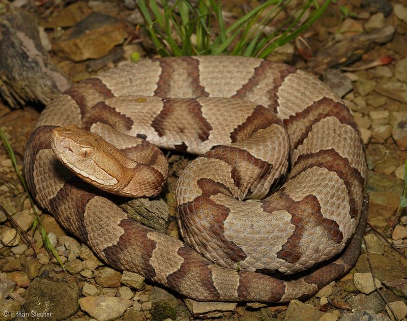 Northern Copperhead Snake
