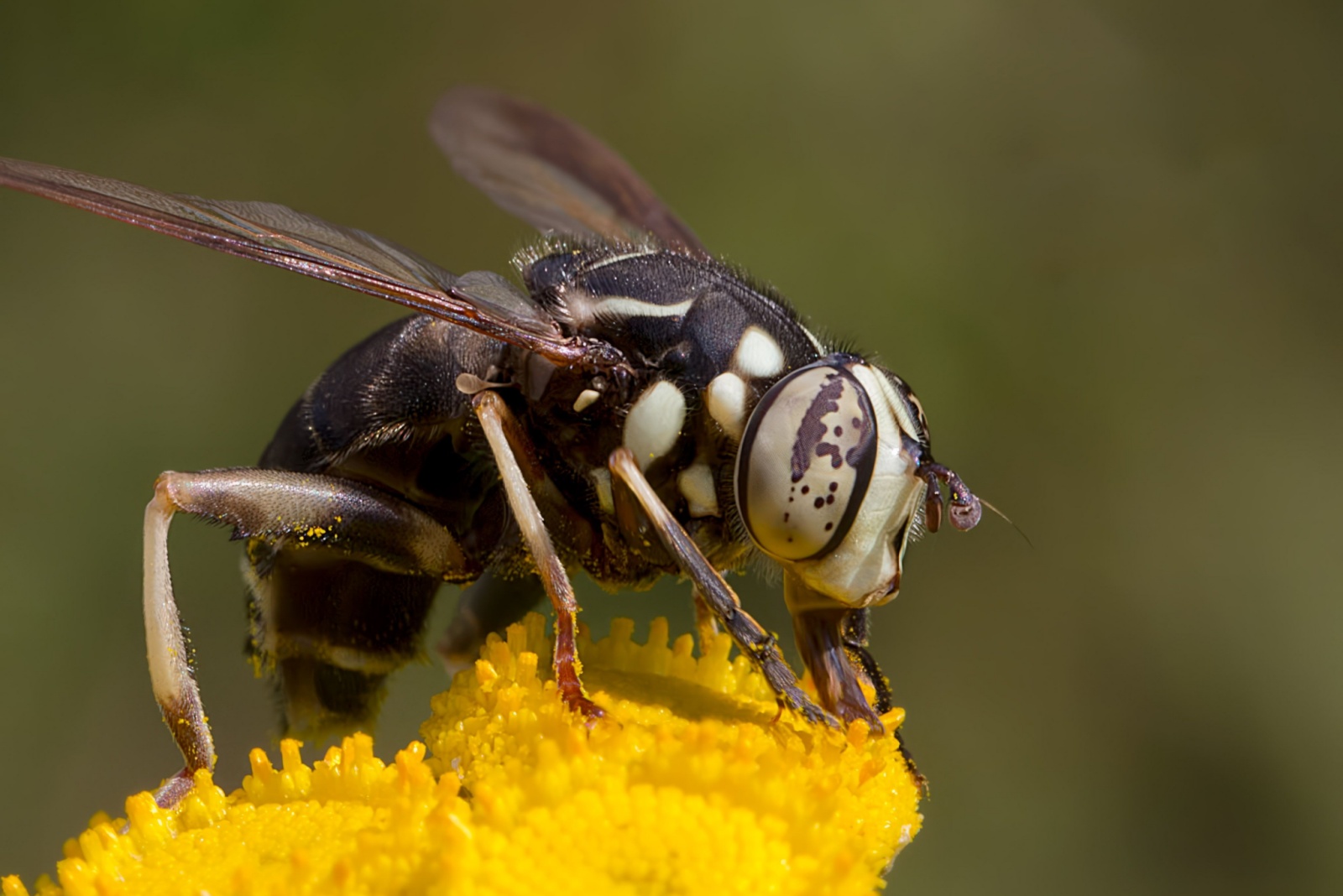 bald faced hornet