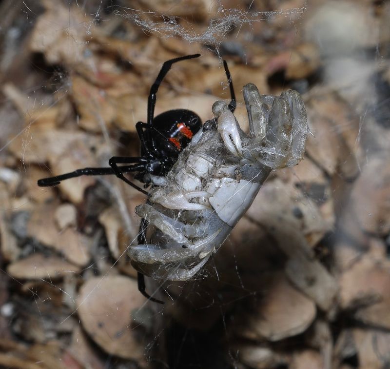Northern Black Widow Spider