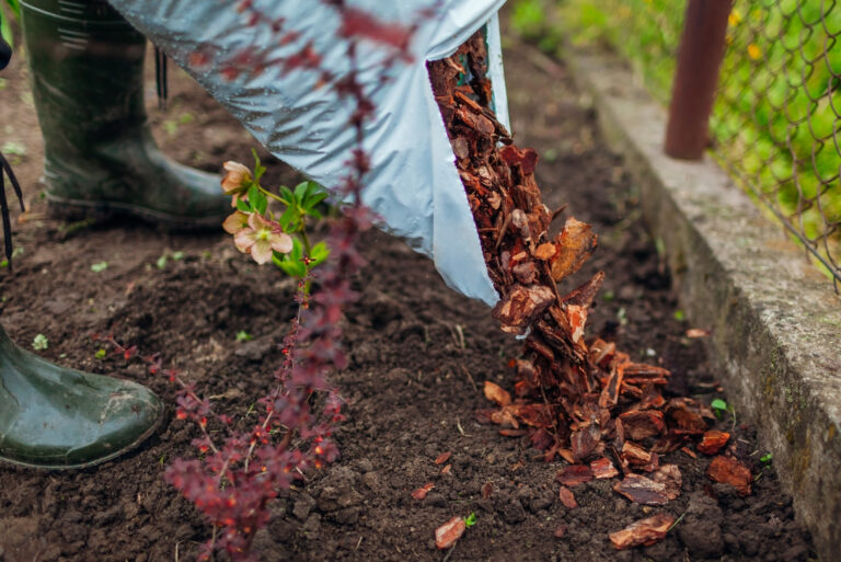 mulching plants (featured image)