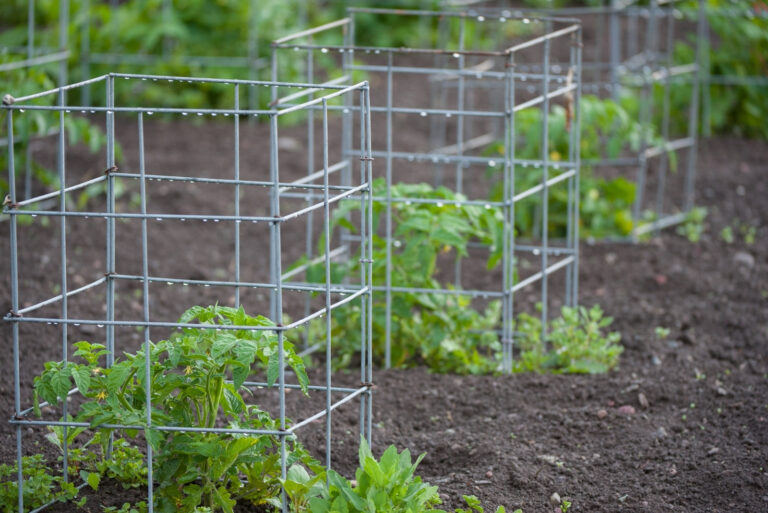 Small Tomato Plants caged (featured image)