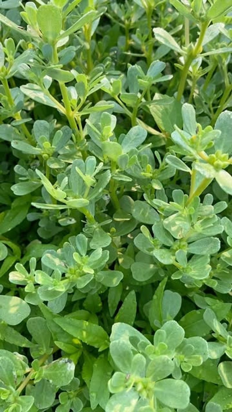 Purslane