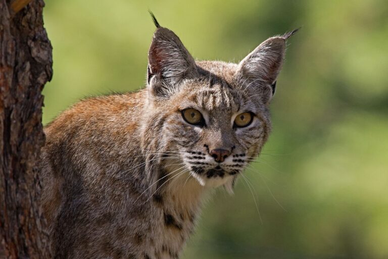 bobcat