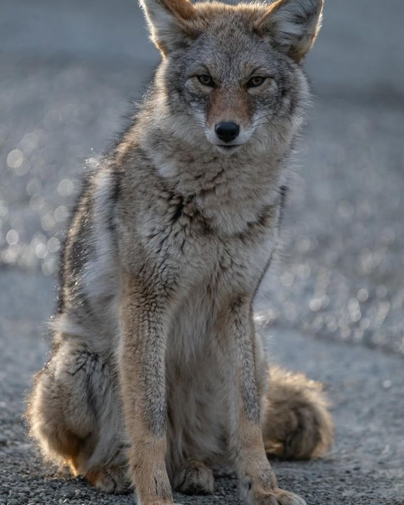 Coyotes: Urban Hunters