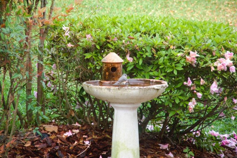 Small bird drinking at garden bird bath