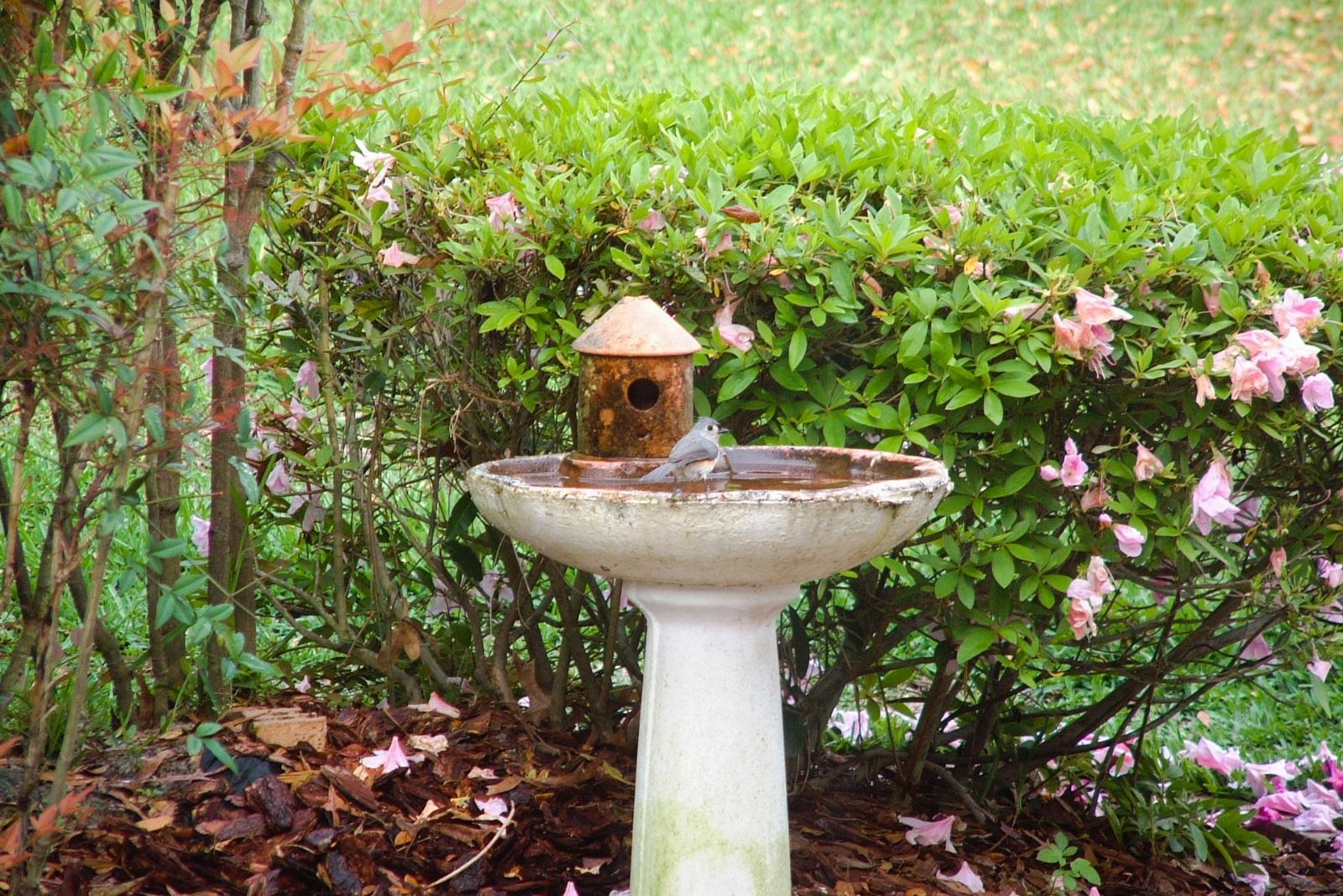 12 Wildlife Garden Design Ideas For North Carolina Yards