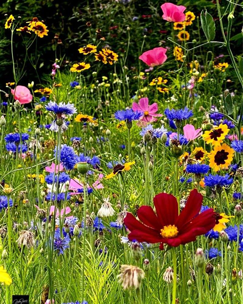 Native Flower Meadows